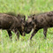 Ngorongoro Crater